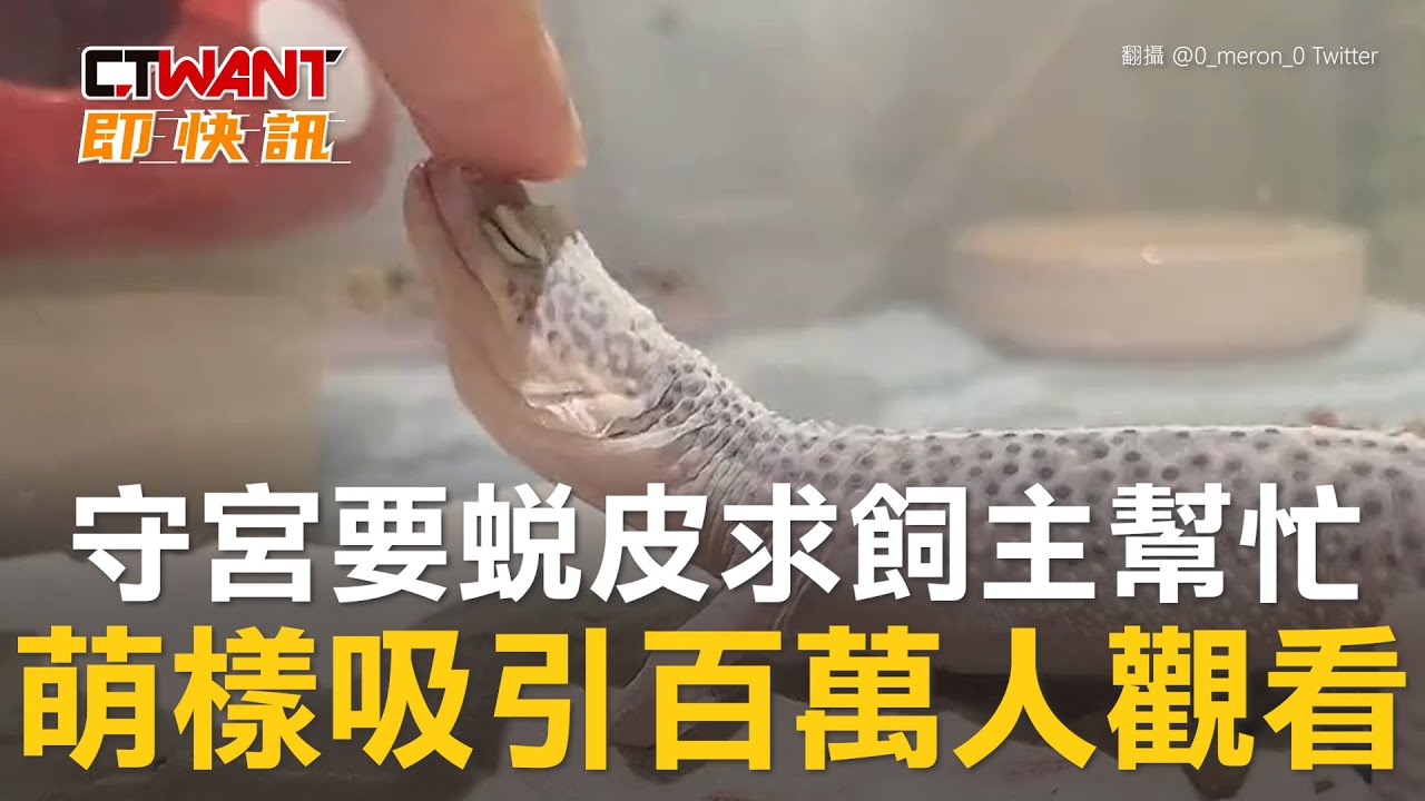 CTWANT 生活新聞 / 守宮要蛻皮求飼主幫忙　萌樣吸引百萬人觀看