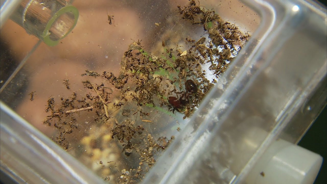 蟻潮：當飼養螞蟻的熱潮興起｜飼養外來種的環境風險  (公視我們的島 第798集 2015-03-09)