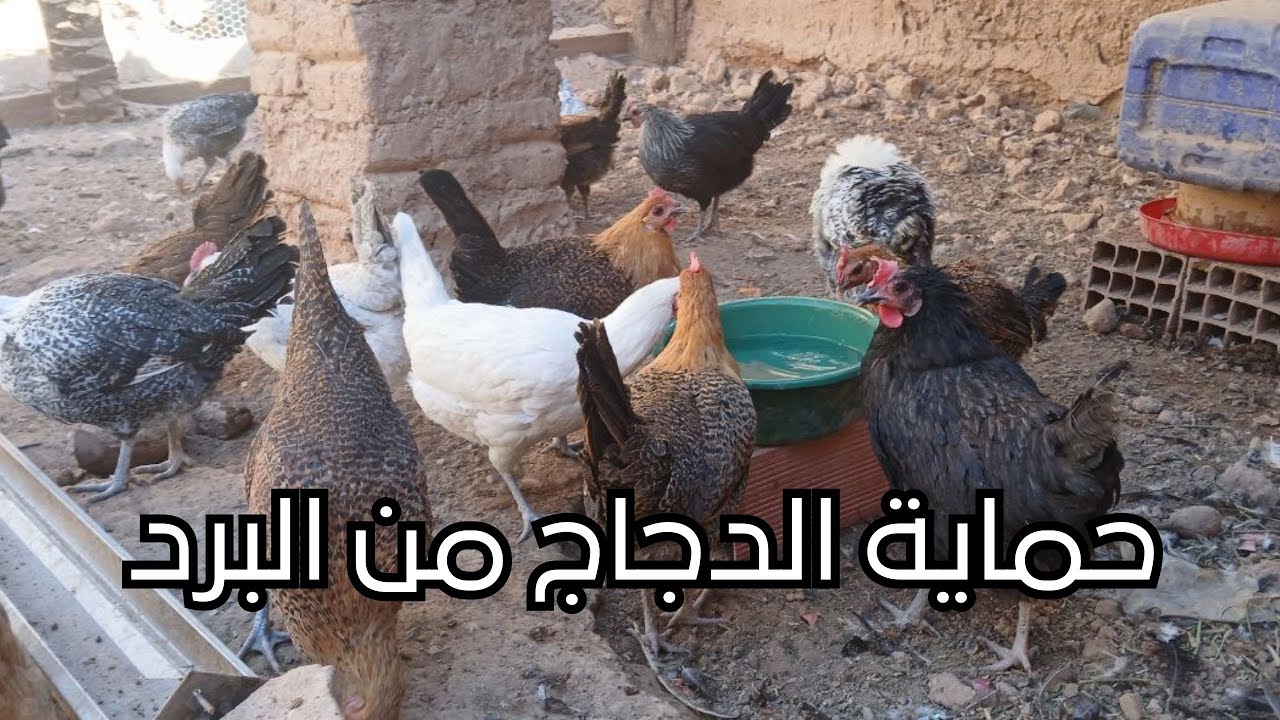 تدفئة عش الدجاج لرفع الإنتاج
