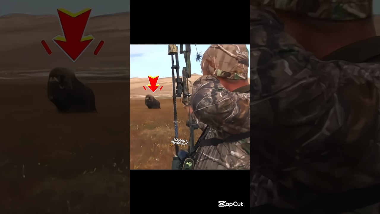 Гигант тундры под прицелом😱#hunting#bowhunting#wildlife#shorts