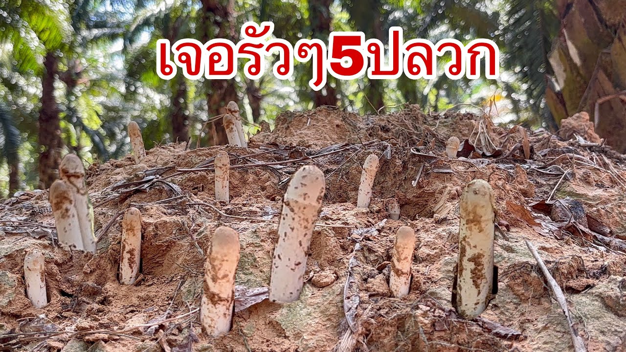 เจอรัวๆ5ปลวกถอดง่ายมาก   มาลุ้นกันจะได้เยอะขนาดไหน‼️😍