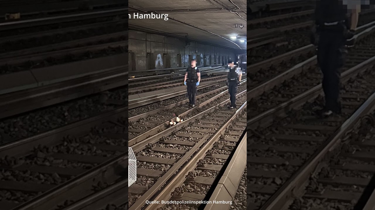 Tierischer Einsatz f&uuml;r die Polizei: Entenfamilie im Gleis legt S-Bahnverkehr lahm