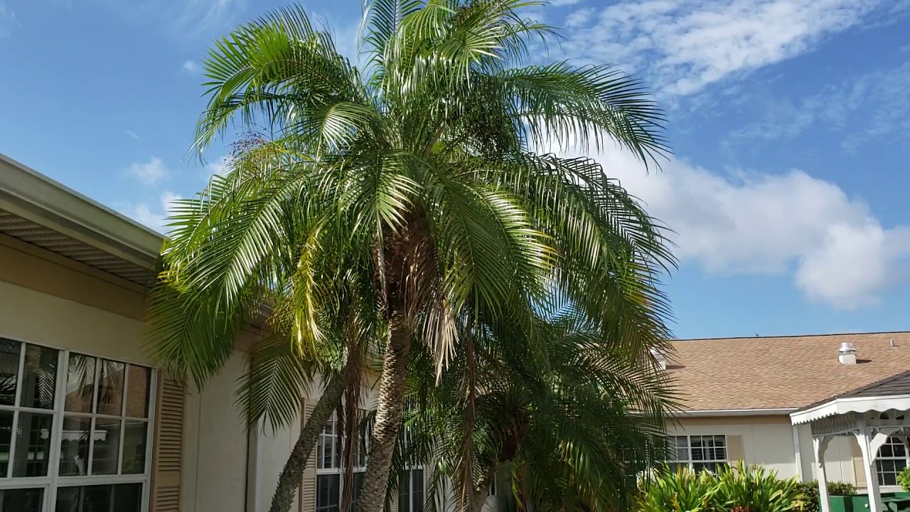 Phoenix roebellini - The Pygmy Date Palm.