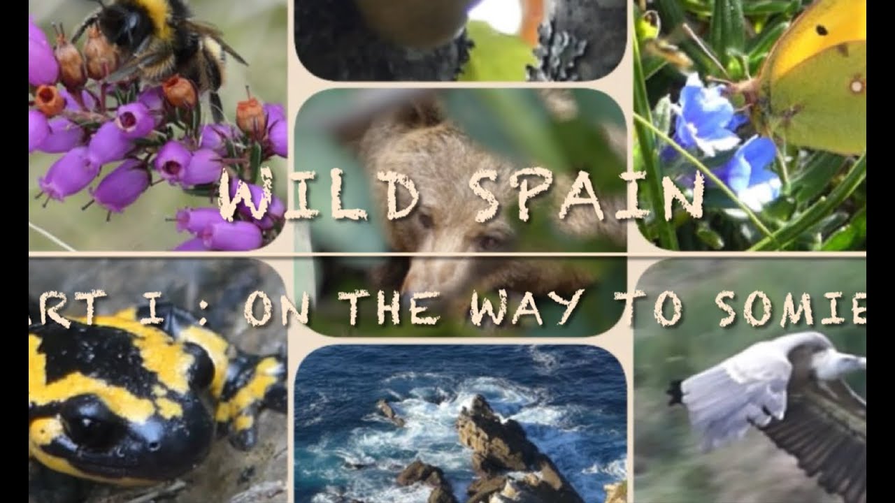 Wildlife Spain, Faune Espagne, Somiedo, Parque Natural, Asturias, Vautour, Salamandre, Ours, Isards