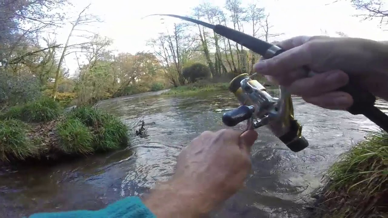 Fowey Hatchery Broodstock 11/11/18