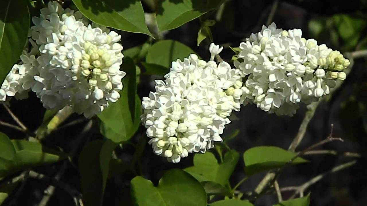 Syringa vulgaris Madame Lemoine DSCN1339