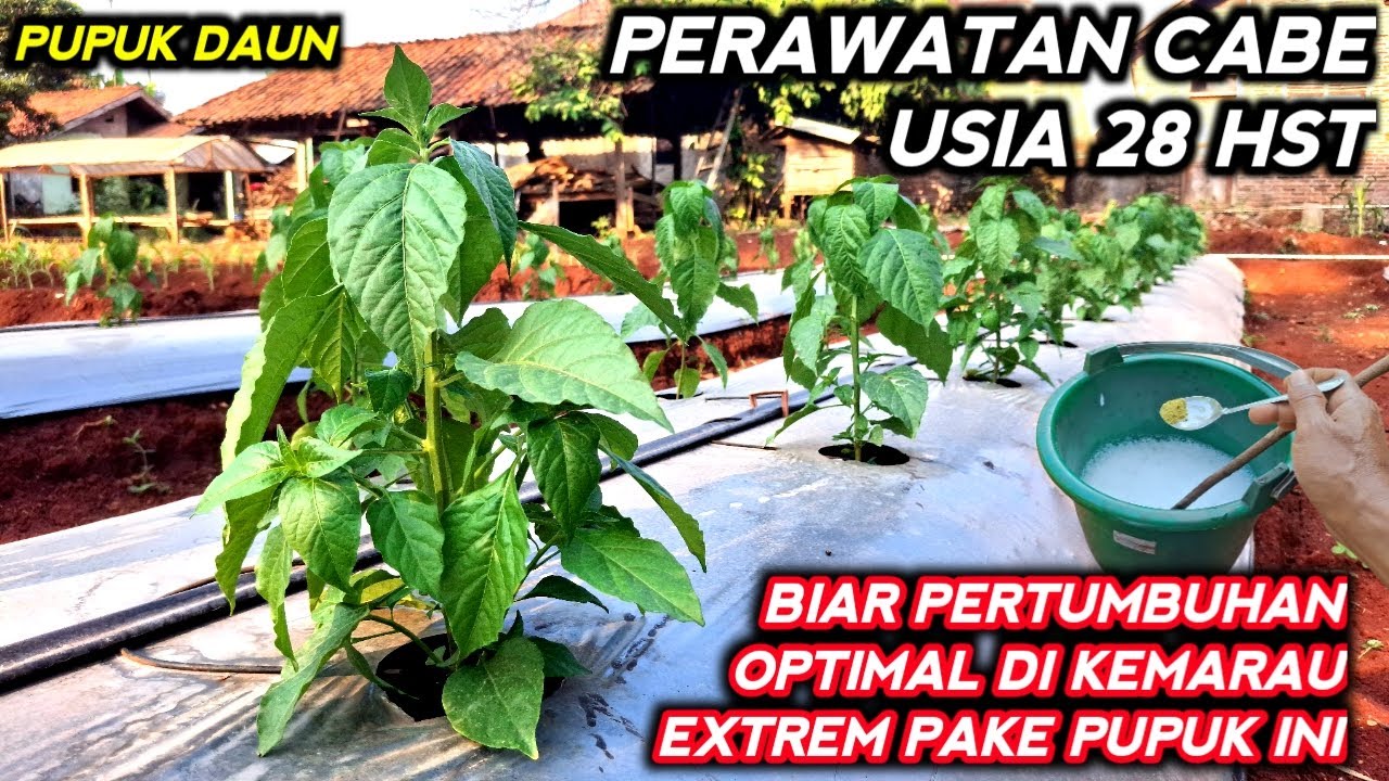🔴 PERAWATAN CABE USIA 28 HST OPTIMALKAN PERTUMBUHAN DIMUSIM KEMARAU EXTREM #mitrapertanianchannel