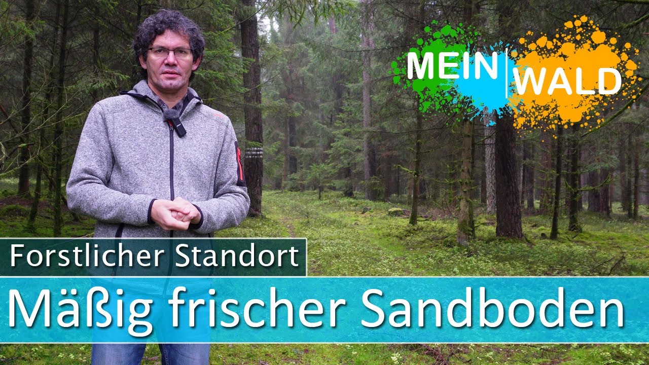 🌎🌱Mäßig frischer Sandboden - Was kann man hier anbauen?