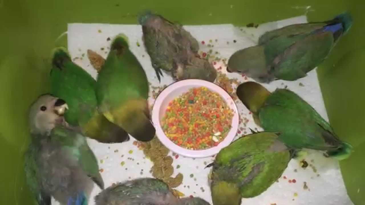 Lovebird babies eating pellets & millets