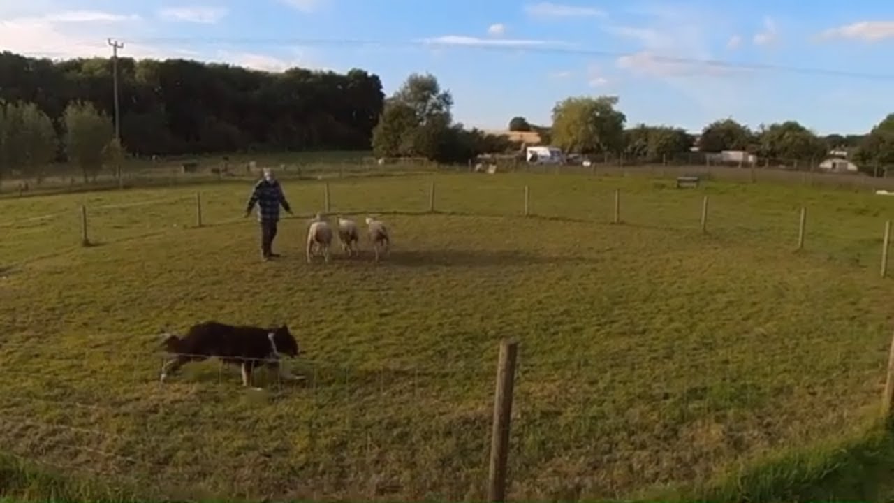 Transforming Border Collies into Sheepdogs .. slowly