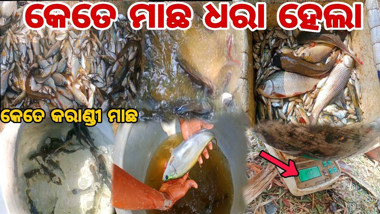 କେତେ କରାଣ୍ଡି ମାଛ ଧରା ହେଲା  🐟