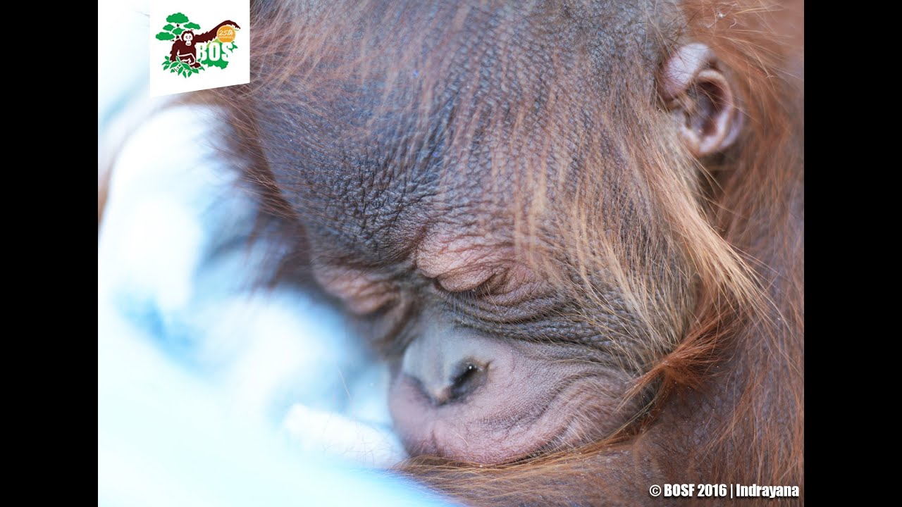 Meet Baby Orangutan Bumi