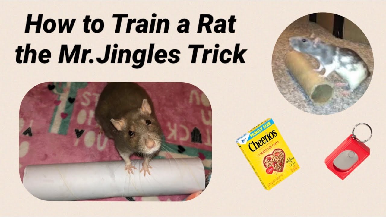 How to Train a Rat the 