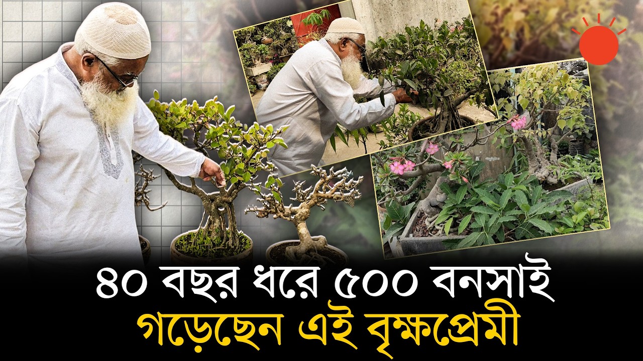 বনসাইয়ের &lsquo;জাদুকর&rsquo; হাসান ফিরোজ, ভালোবাসেন সন্তানের মতো | Bonsai Tree | News | Prothom Alo