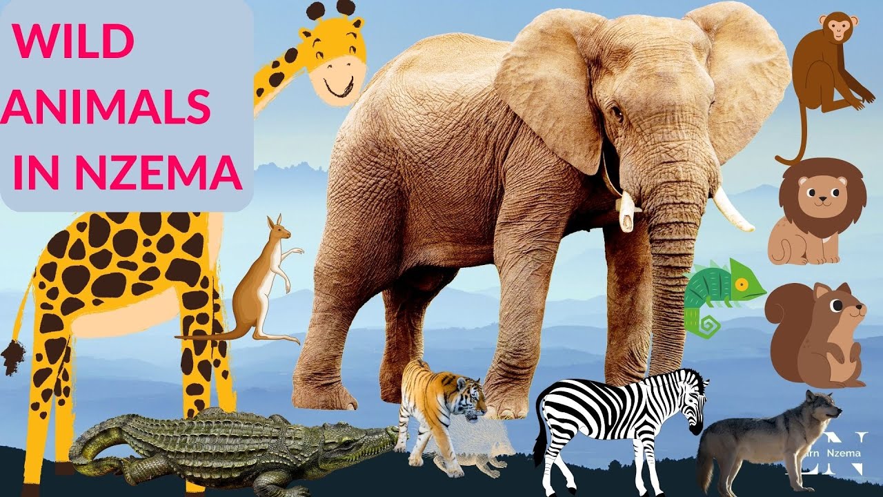 Wild Animals in Nzema