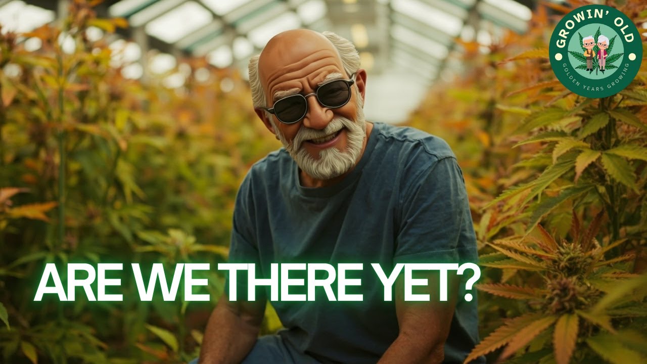 How to Tell When Your Cannabis Plants Are Ready to Harvest