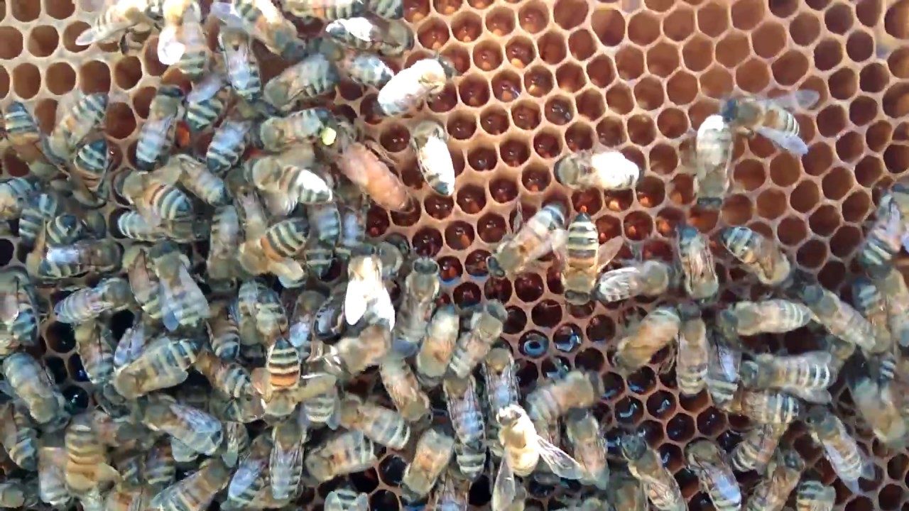 Чистопородная матка из Италии. Итальянка лигустика (Apis Mellifera Ligustica) от  FABRIZIO.
