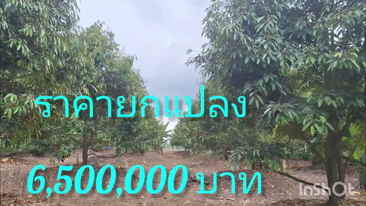 Ep.96 สวนทุเรียนระยอง อายุ5 ปี พร้อมให้ผลผลิต พิกัด ต.พลงตาเอี่ยม อ.วังจัทร์ จ.ระยอง @pp3376