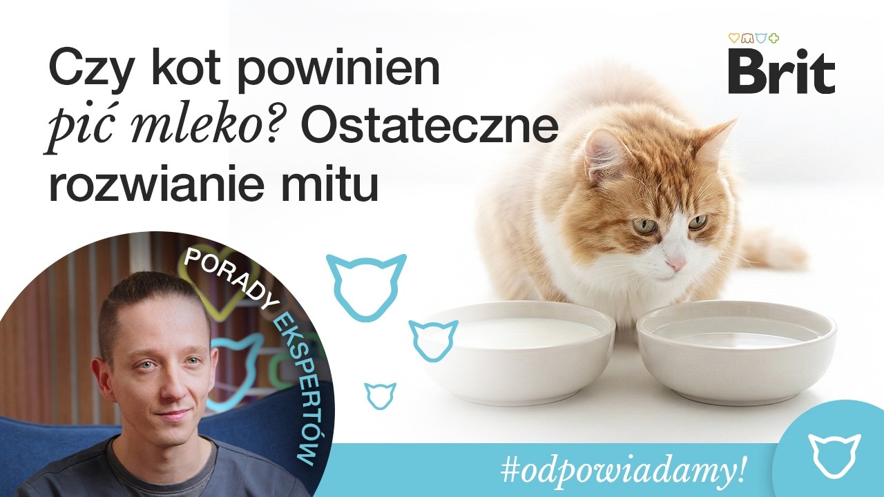 ODPOWIADAMY: Czy kot powinien pić mleko? Ostateczne rozwianie mitu - Brit Polska