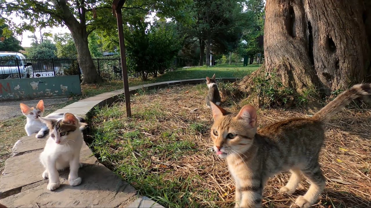 Hundereds of Kittens and Cats Lives in This Park  (Fenerbahce Parki)