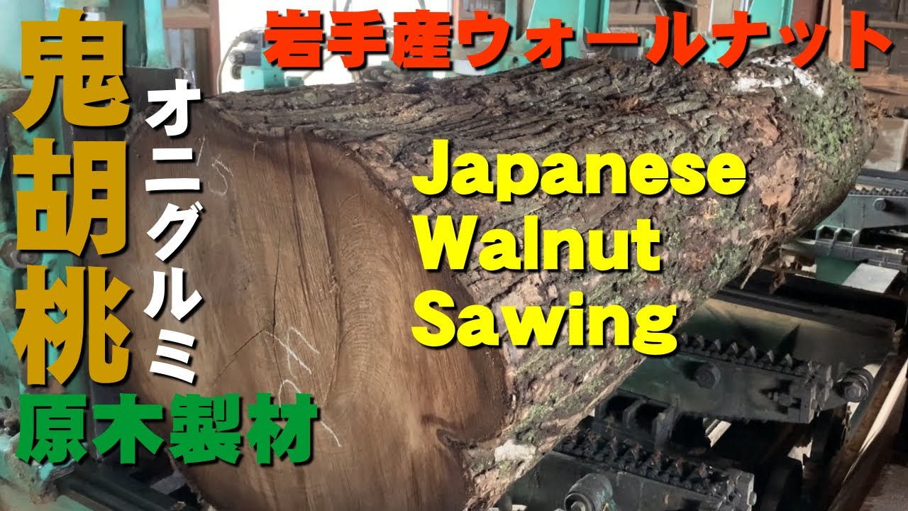 【オニグルミ一枚板】一枚板製材実演【木の店さんもく】Japanese Walnut Sawing