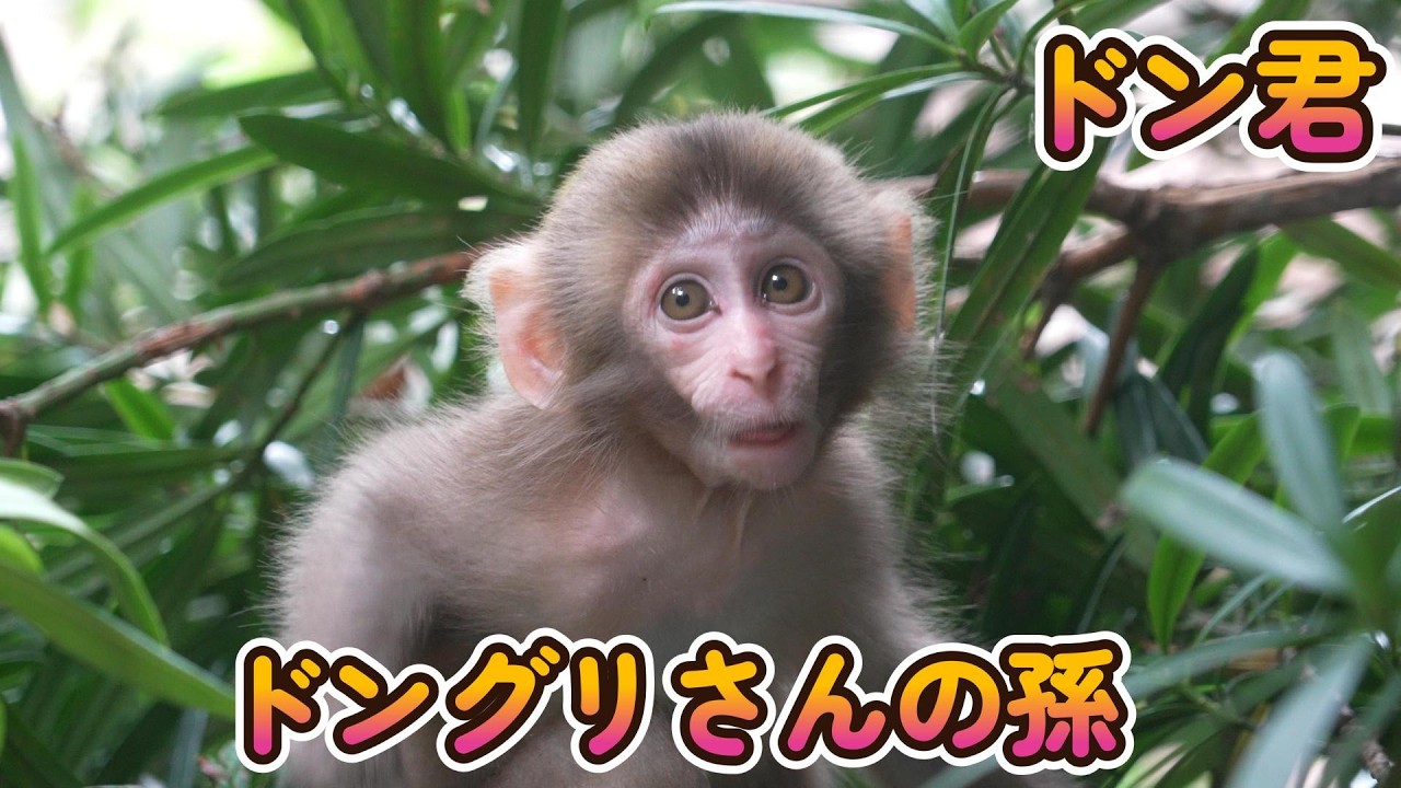 【赤ちゃん・ニホンザル・４K動画】ドングリさんの孫ちゃん　ドン君