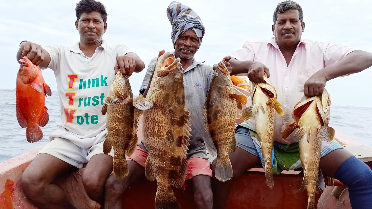 COBIA, GROUPER & RED GROUPER FISHING IN THE SEA