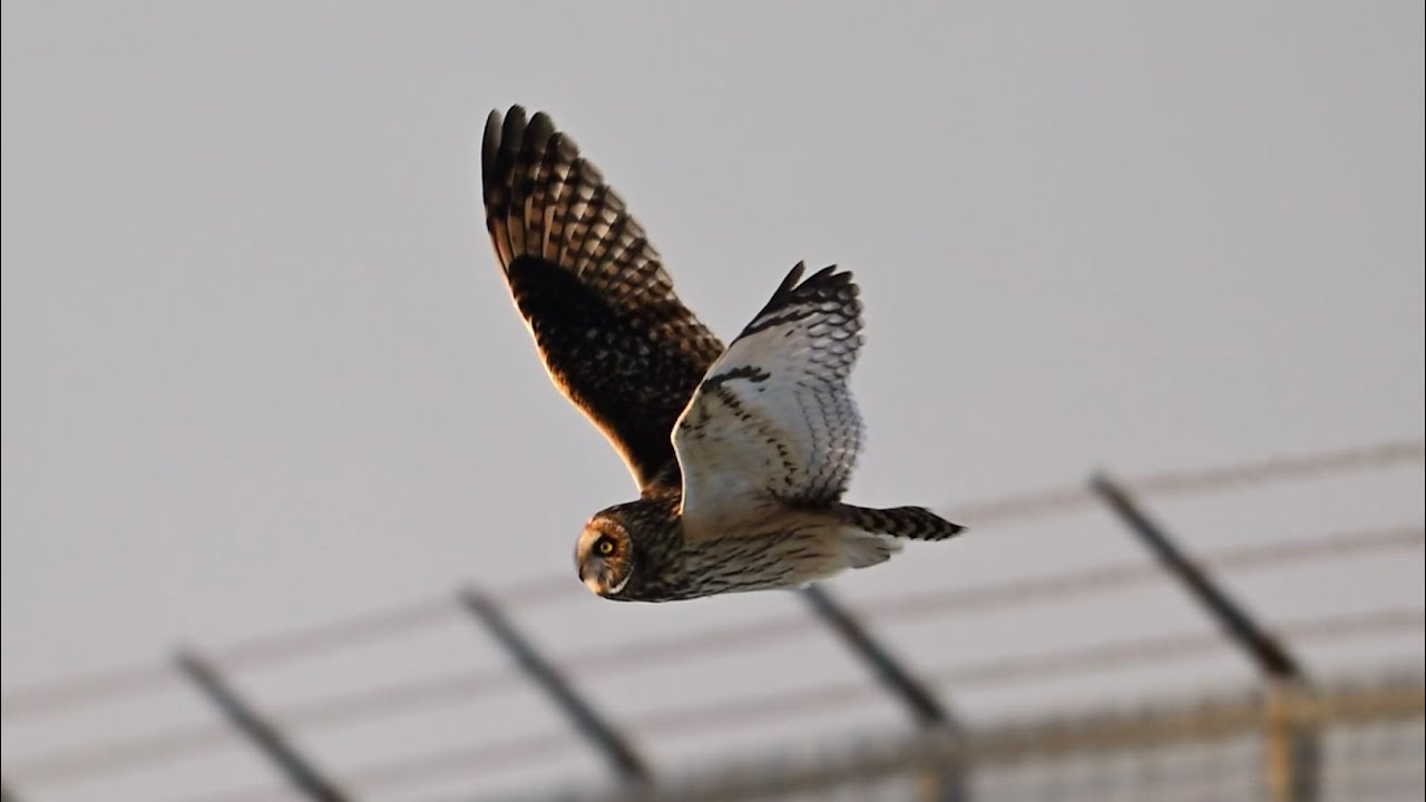 Short-eared owl at sunset 