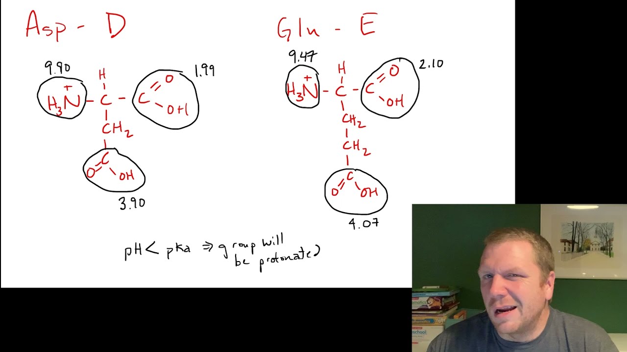 Negatively Charged Proteinogenic Amino Acids