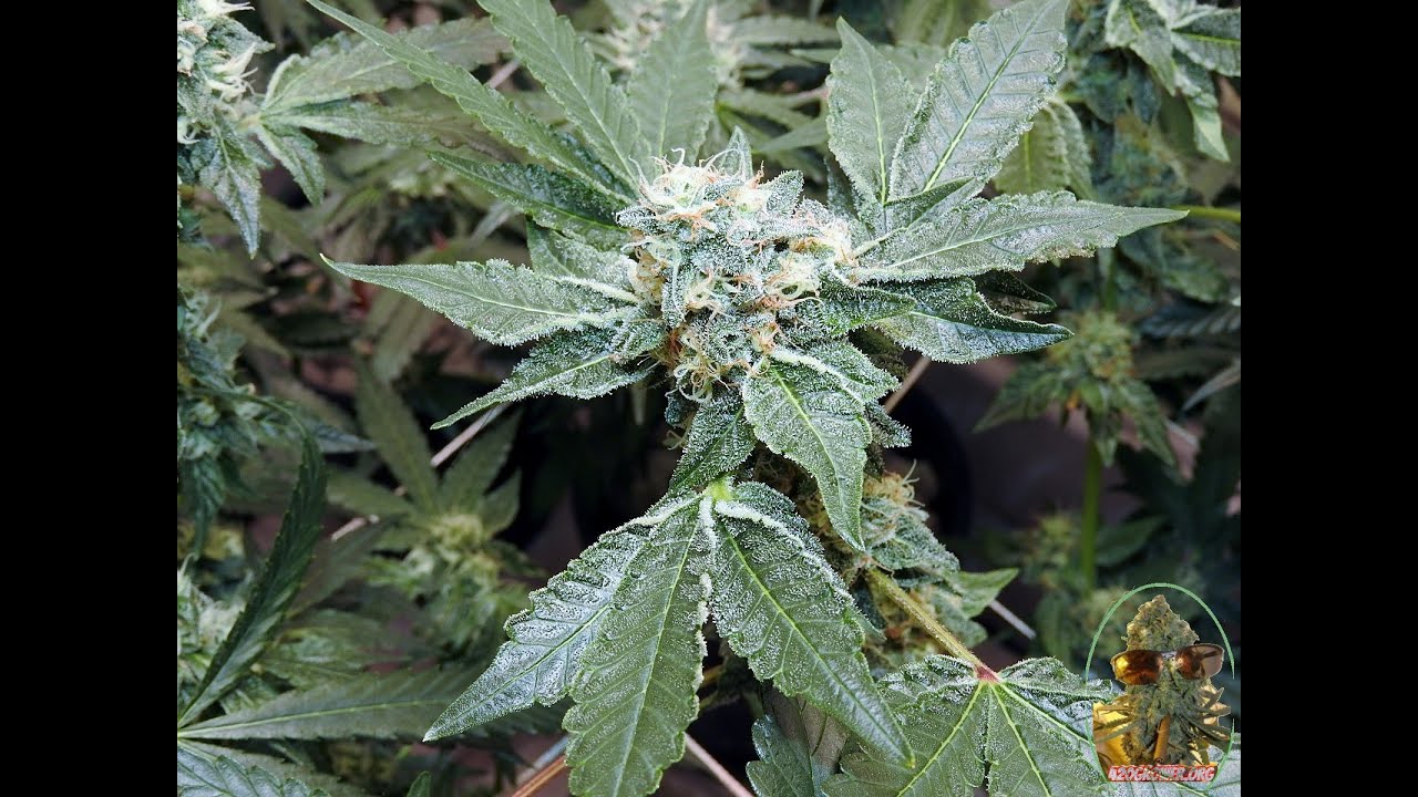 PEANUT BUTTER BREATH F2 DARK HELMET APPLE FRITTER DAY 42