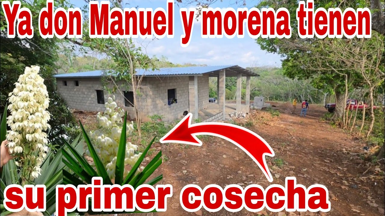La primer cosecha tienen don Manuel y morena en su casa😱😳
