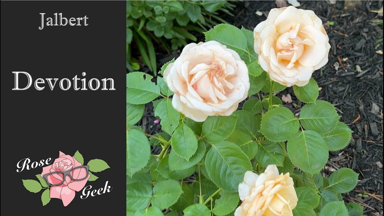 🌹Devotion / Jalbert Floribunda / Zone 8a