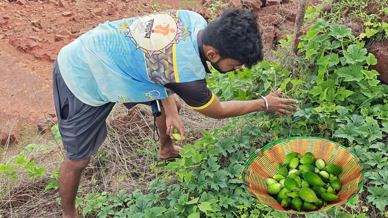 सड्यावर फिरून आणली पावसाळ्यात मिळणारी काटला, कोकणातील रानभाजी | Traditional kokan @TejaGurav