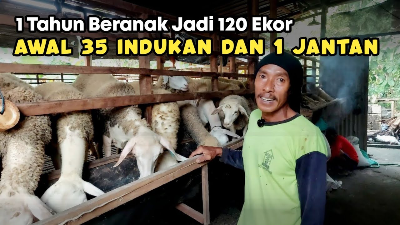 BIAYA PAKAN EFISIEN UNTUK BREEDING JANGKA PANJANG #domba #fypyoutube