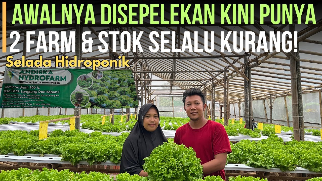 Pernah Diremehkan! Kini Sukses Panen Selada Hidroponik Lewat Greenhouse Minimalis