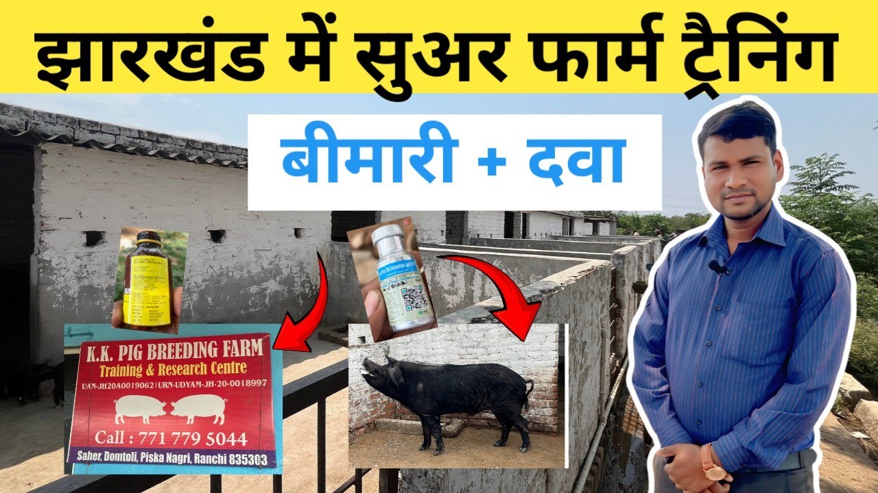 सुअर फार्म ट्रैनिंग कैसे करें? ! pig farm training Ranchi #pigfarming ! Pig farm training