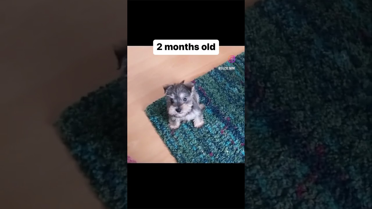 2 months to 2 years ❤️✨ from super smol to smol.. oh, how Time flies! 🥺 #puppy #schnauzer #dogs