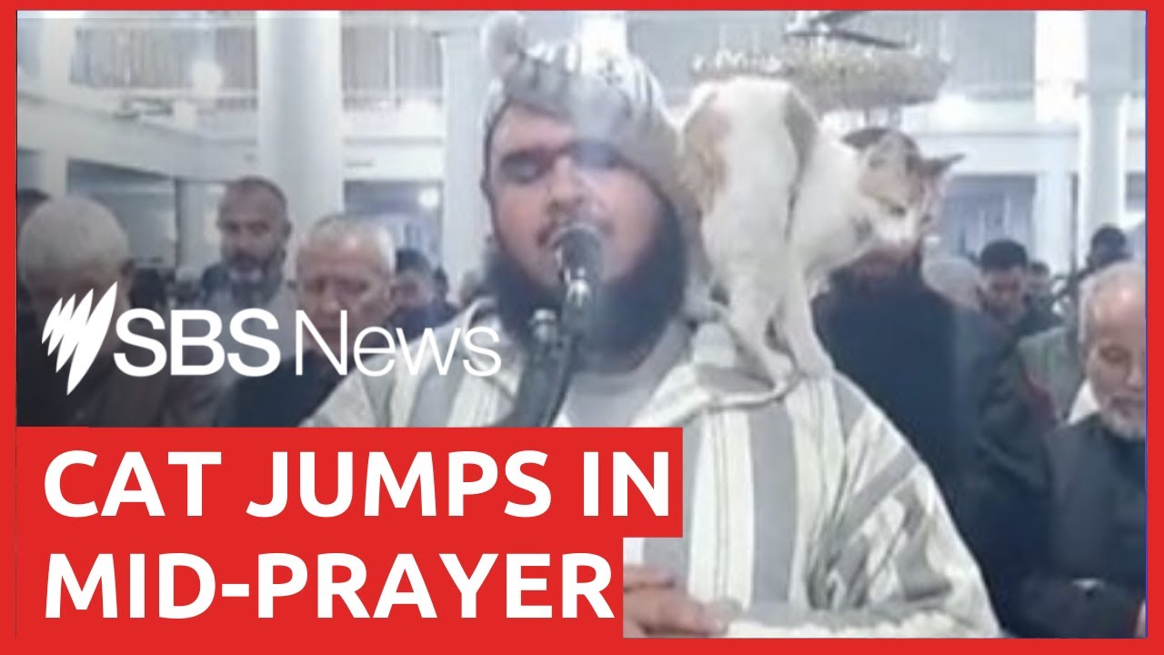 Cat climbs onto Sheikh leading Ramadan prayers in Algeria | SBS News