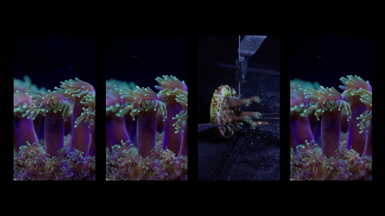 Coral Connections | A Visual Art-Science Exhibition | Trailer