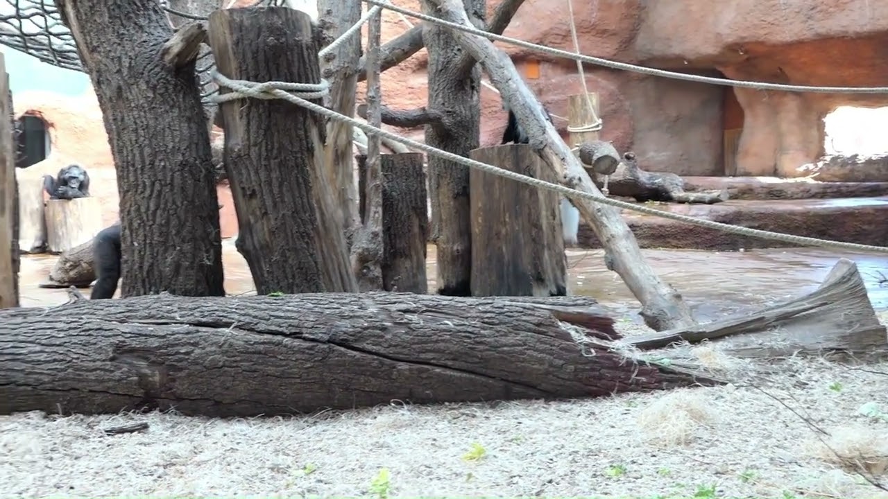 Guerézy a gorily Mobi, Kisumu a Ajabu