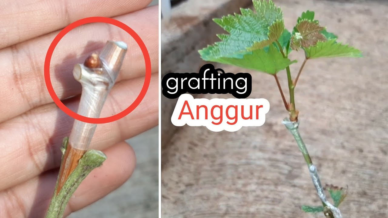 Cara Sambung Anggur Tanpa Menutup Mata Tunas