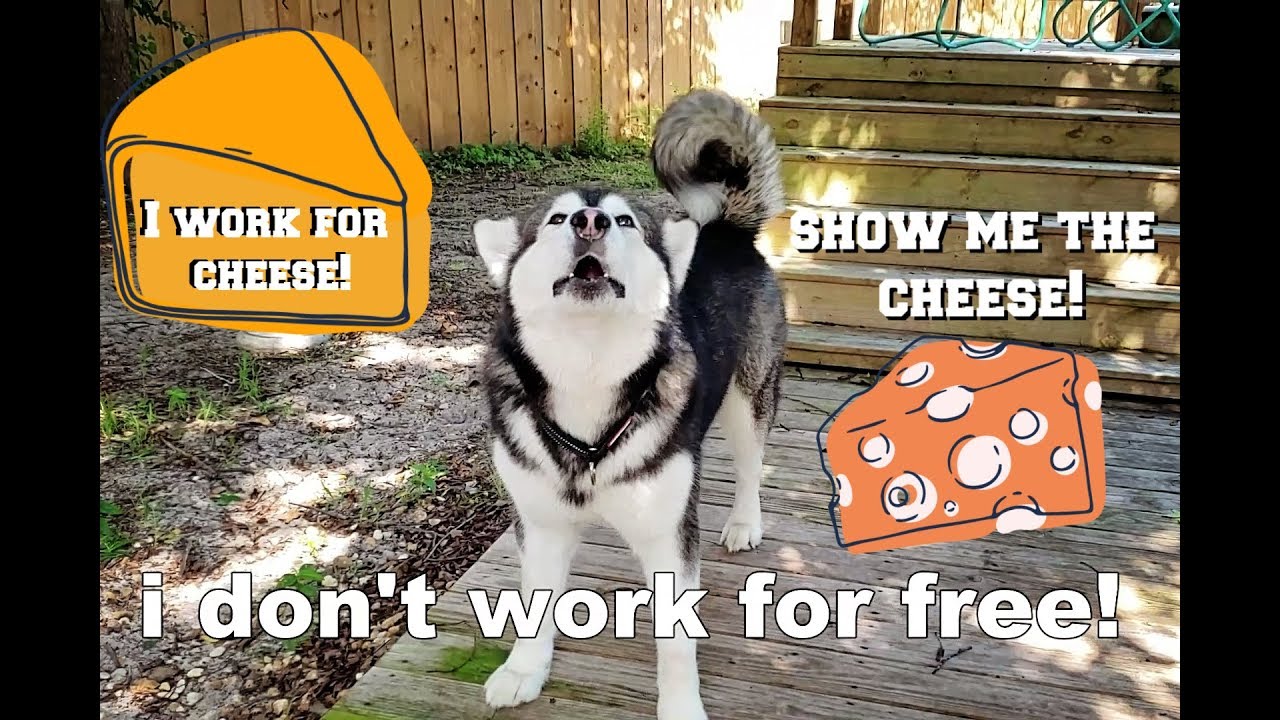 My Dog Argues With Me | Obedience Fail | He jumps In Pool