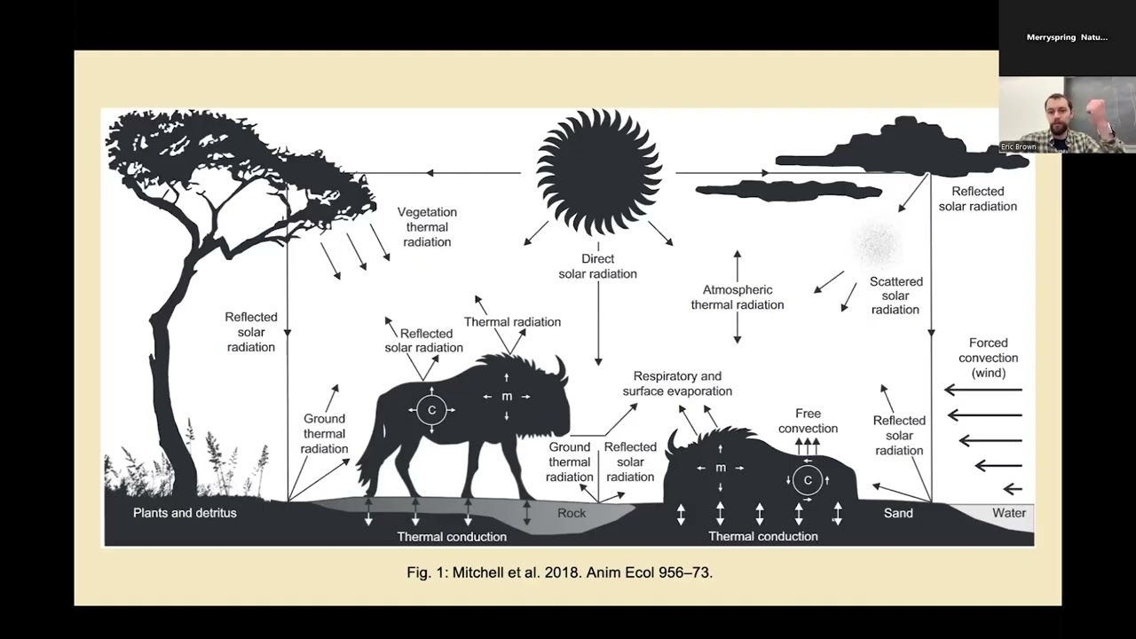 A Global Comparison of Squirrel Temperature Regulation Physiology