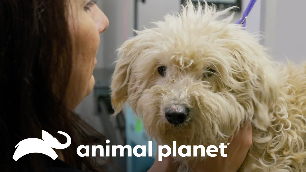 A emocionante transformação do cachorro Cream | Família ao Resgate | Animal Planet Brasil