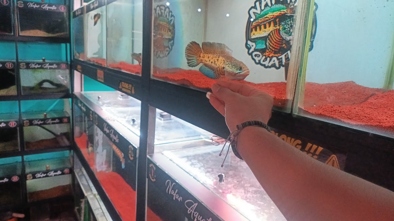 Stock chana cichlid  Jatinegara 