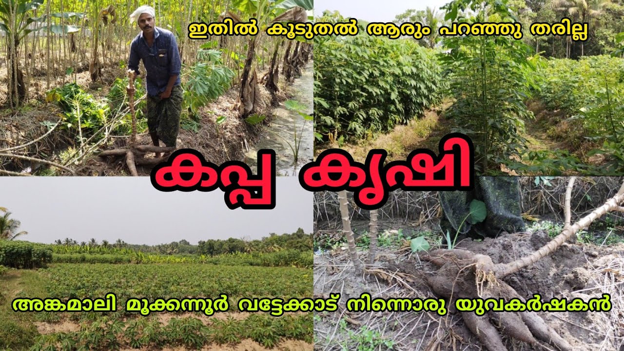 കപ്പ കൃഷി/വളപ്രയോഗം/വിളയെടുപ്പ്/Kappa krishi Malayalam/topioca farming Malayalam part 1