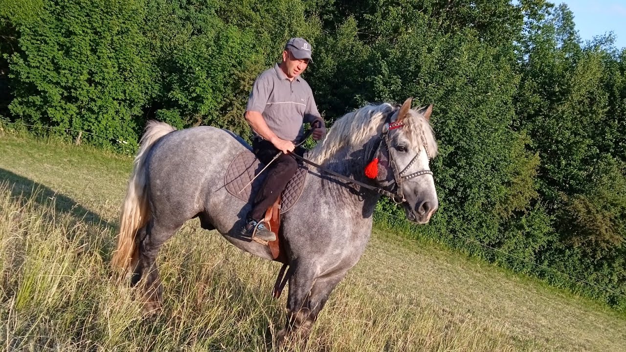 Pierwsza jazda na ogierze