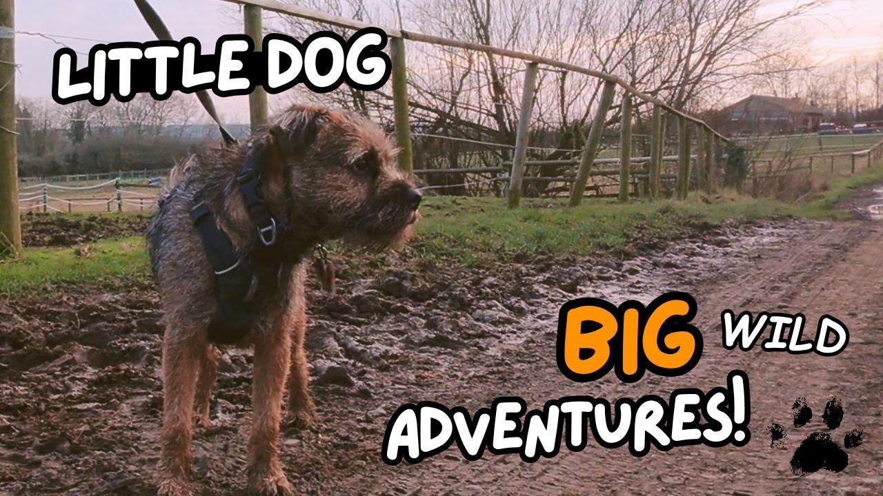 Little Fig's BIG Border Terrier Outdoor Adventures