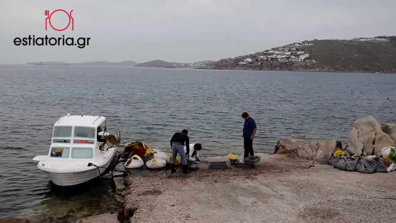 Η άλλη Μύκονος του Νικόλα - Φρέσκο ψάρι