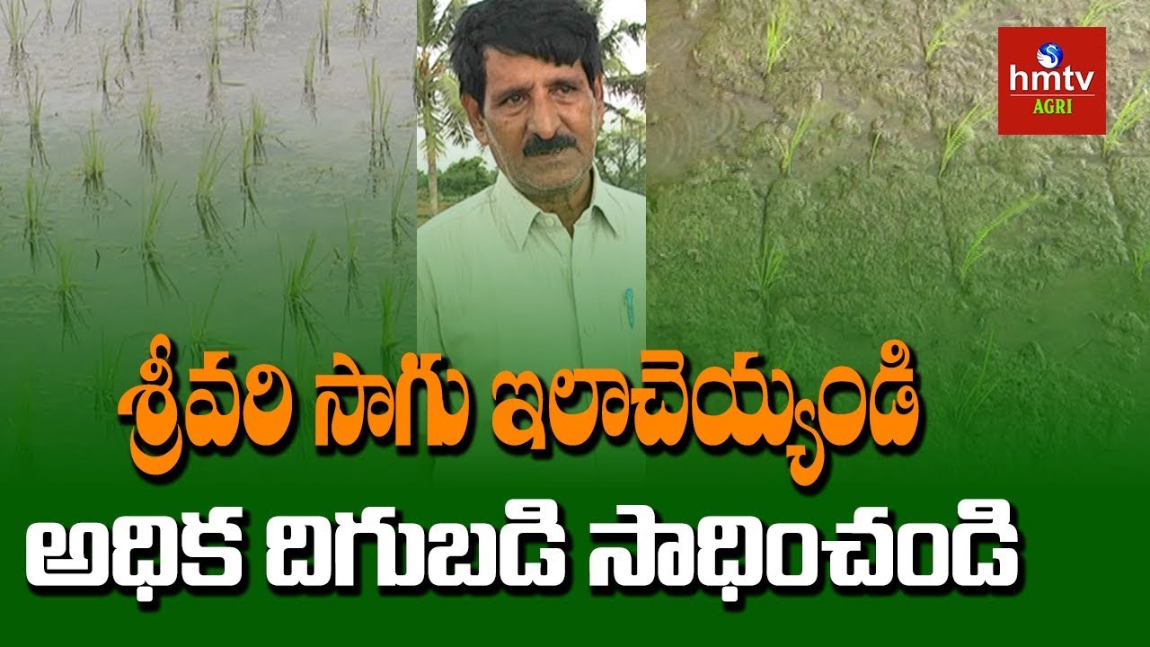 శ్రీవరి సాగు చేసే పధ్దతి | Sri Vari Sagu Cultivation Tips By Nagaratnam Naidu | hmtv Agri